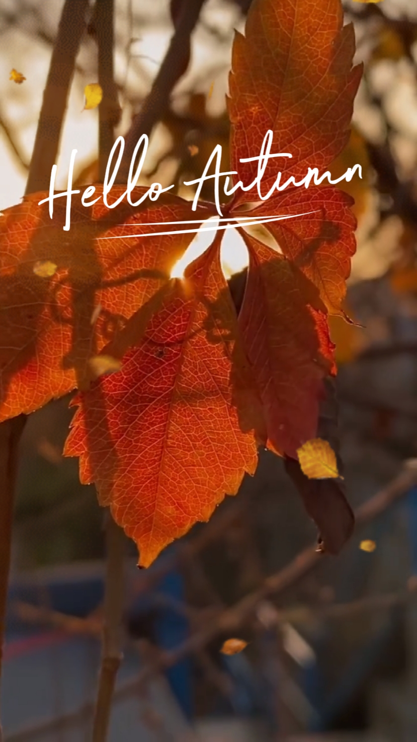 hello autumn