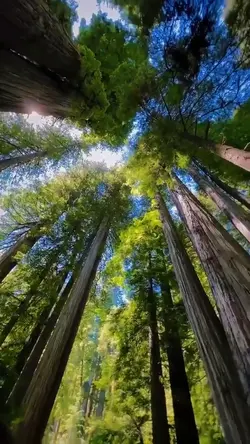 nature aesthetic