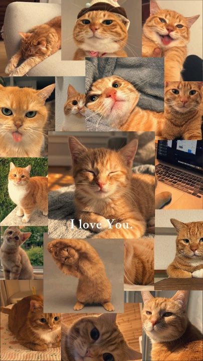 Turuncu Kedi