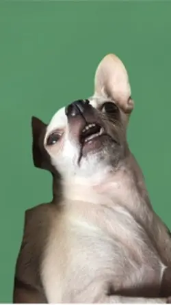 Chihuahua tired