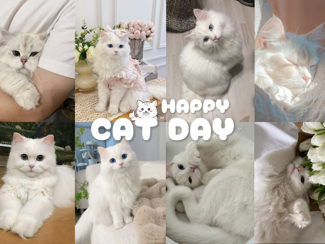 happy cat day