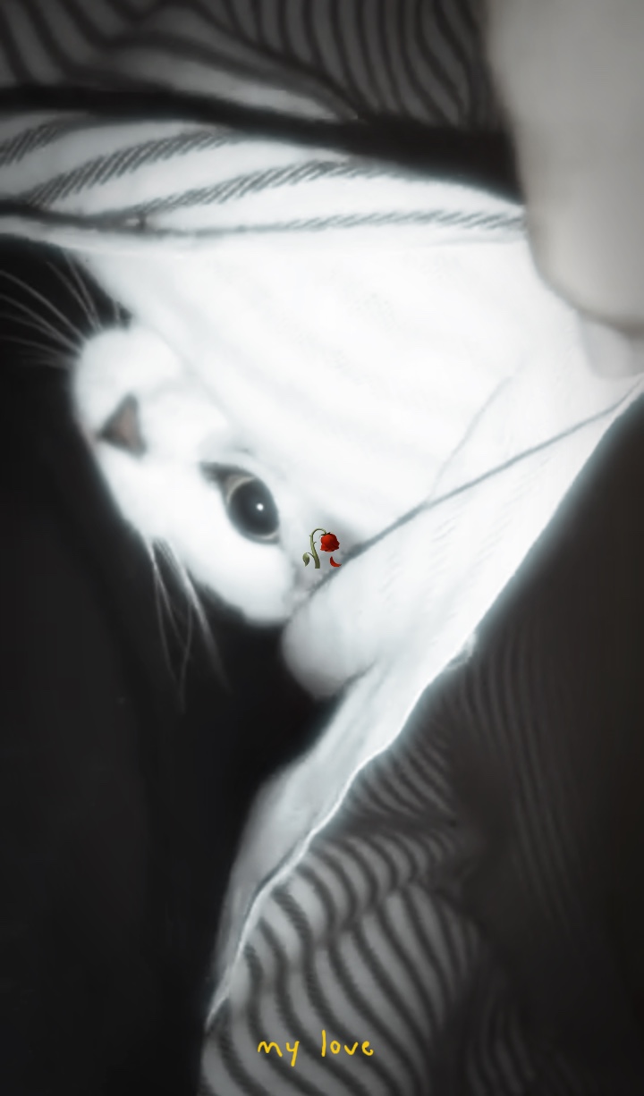 MEINE LIEBE KATZE RIP