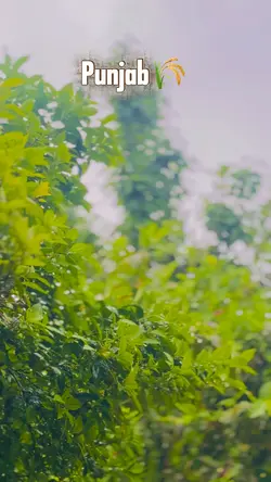 Punjab template 