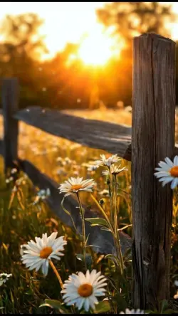 Summer Fields