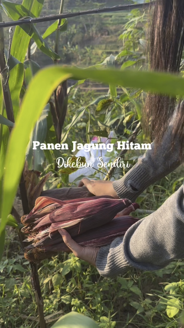 Panen di kebun