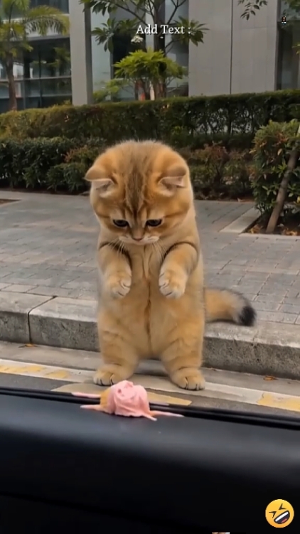 Kucing Lucu