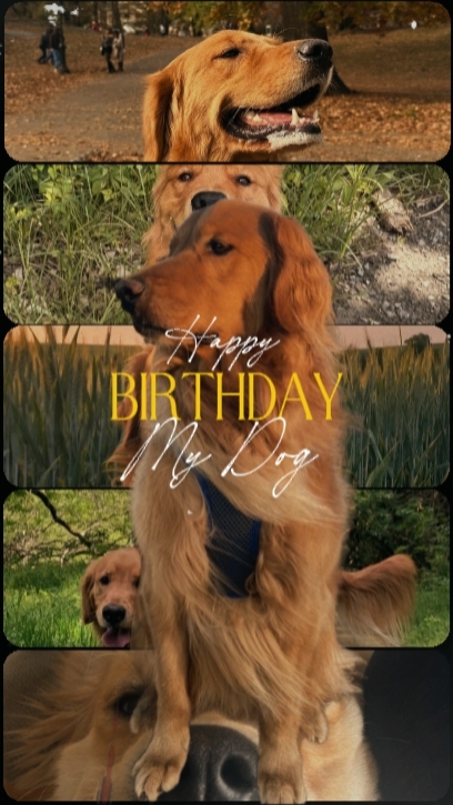Geburtstag mein Hund 