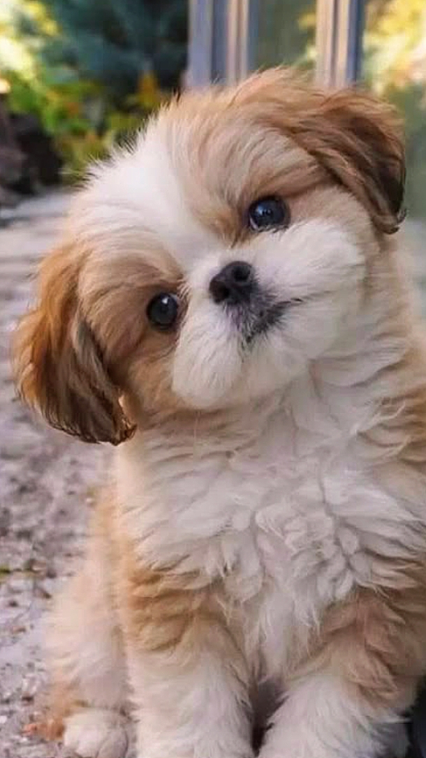 Love Dog