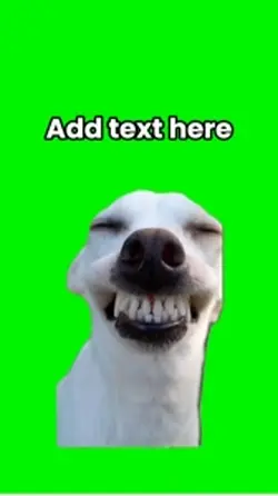 Smiling dog