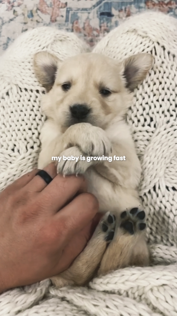 my baby dog