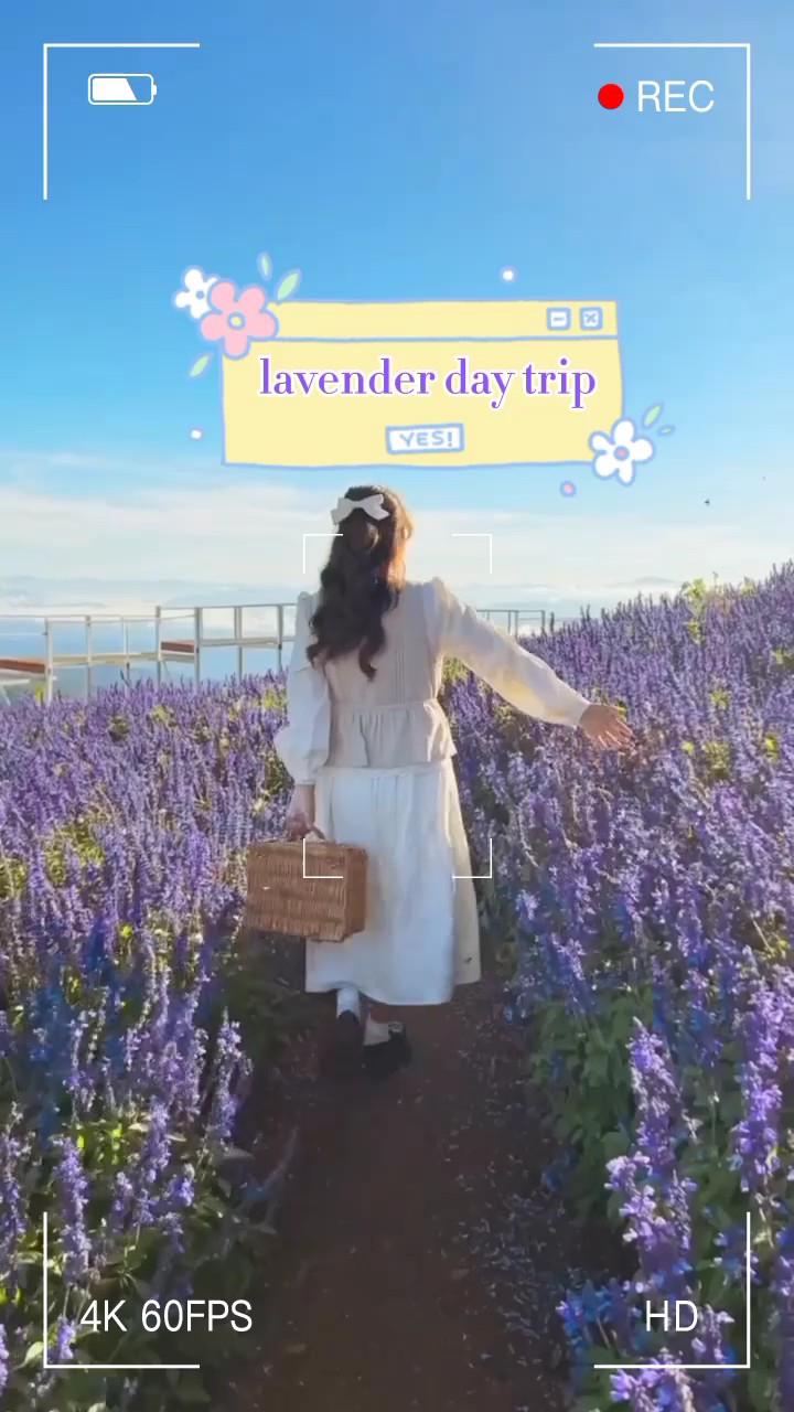 Viaje de un día de lavanda