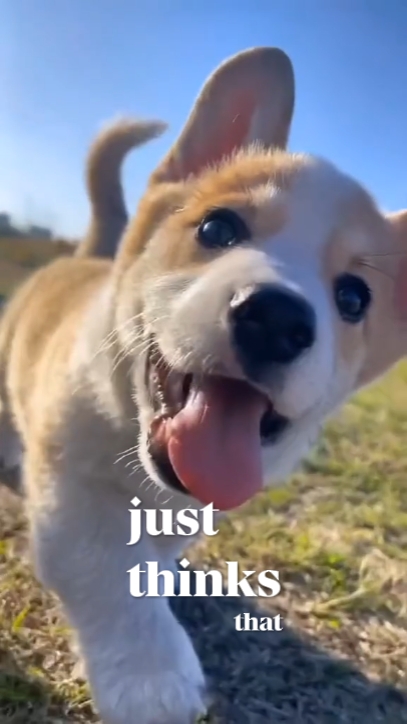 My Dog