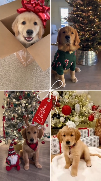 Mascota navideña