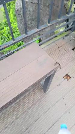 mẫu 1 video hài