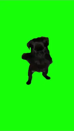Dog scuba dance