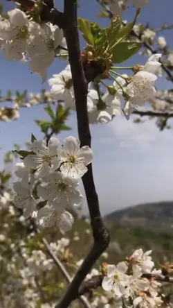 Memleketebahargelmiş