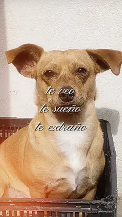 te extraño