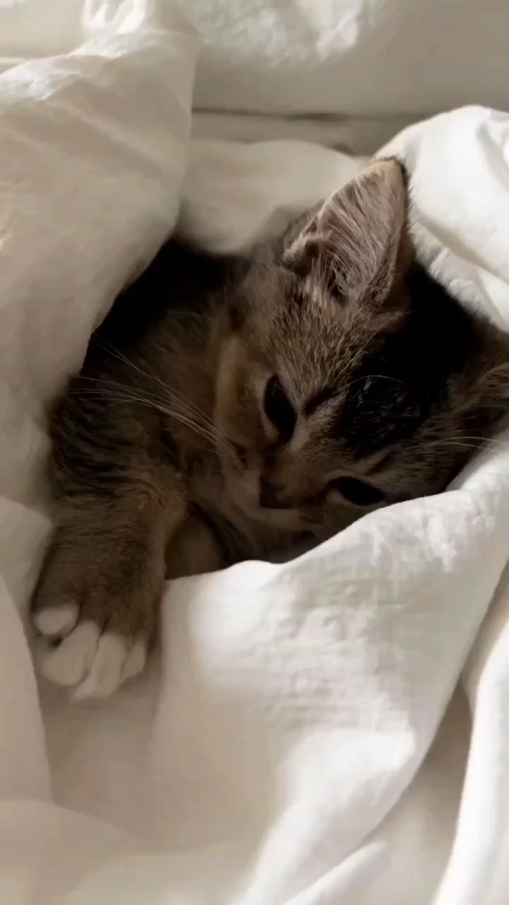 kedi anları 