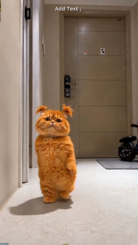 Cute Cat