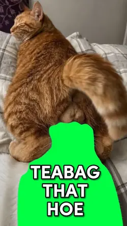 CAT DIPPING TEABAGS