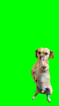 DOG DANCE