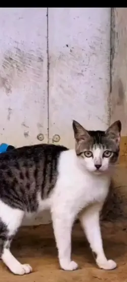 kucing
