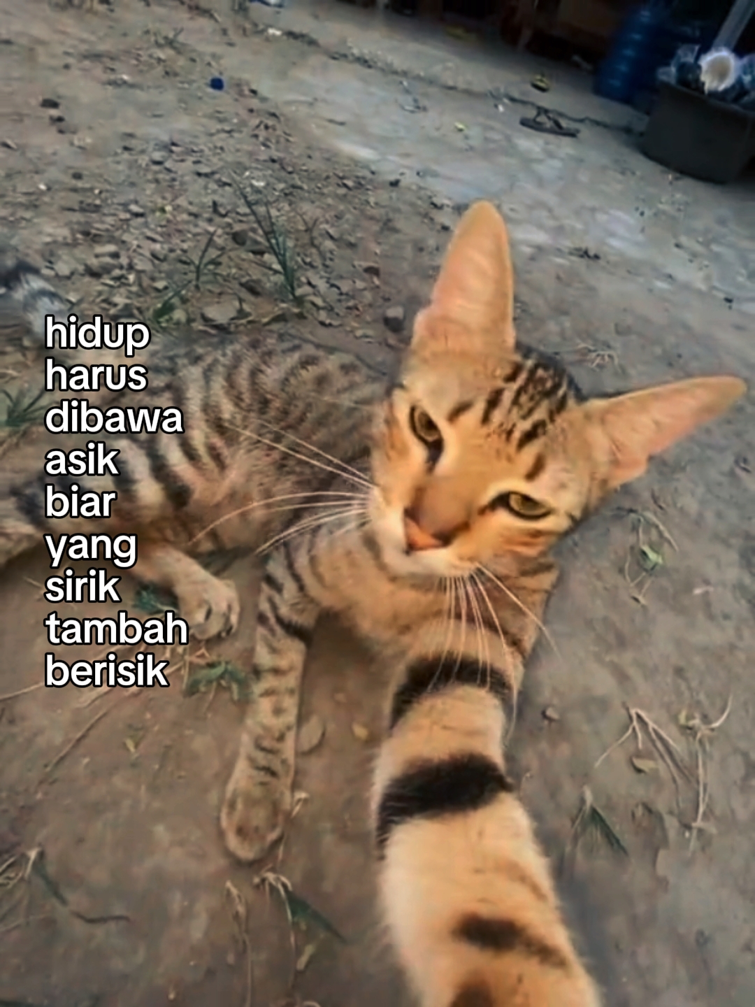 siaran langsung foto 