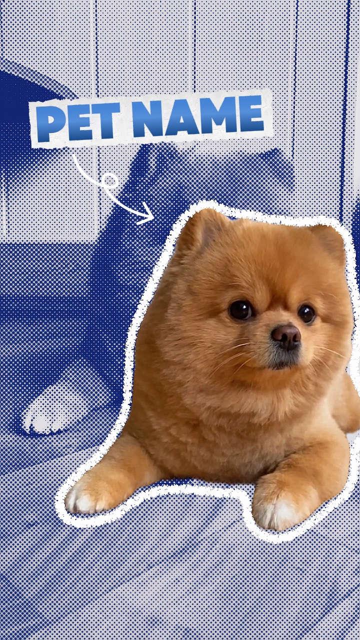 Pet intro 