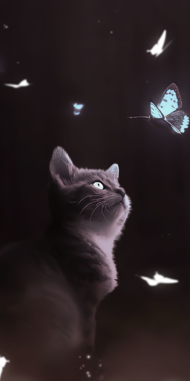 Katzen 