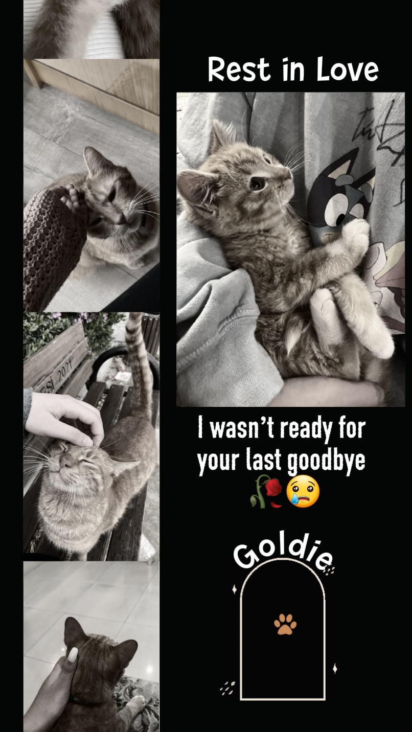 rip my cat