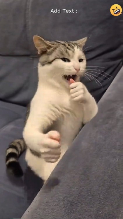 재미있는 고양이
