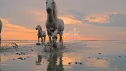 chevaux thérapie