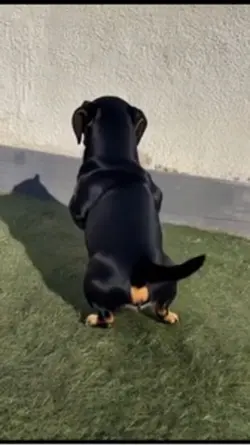 Pet ai dance