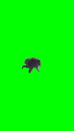 jimothy the raccoon