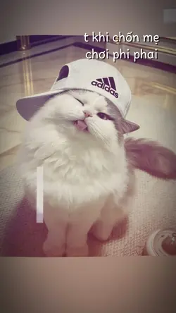 t khi chốn mẹ chơi f