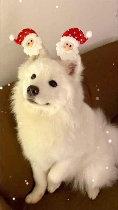 Animal de estimação de natal