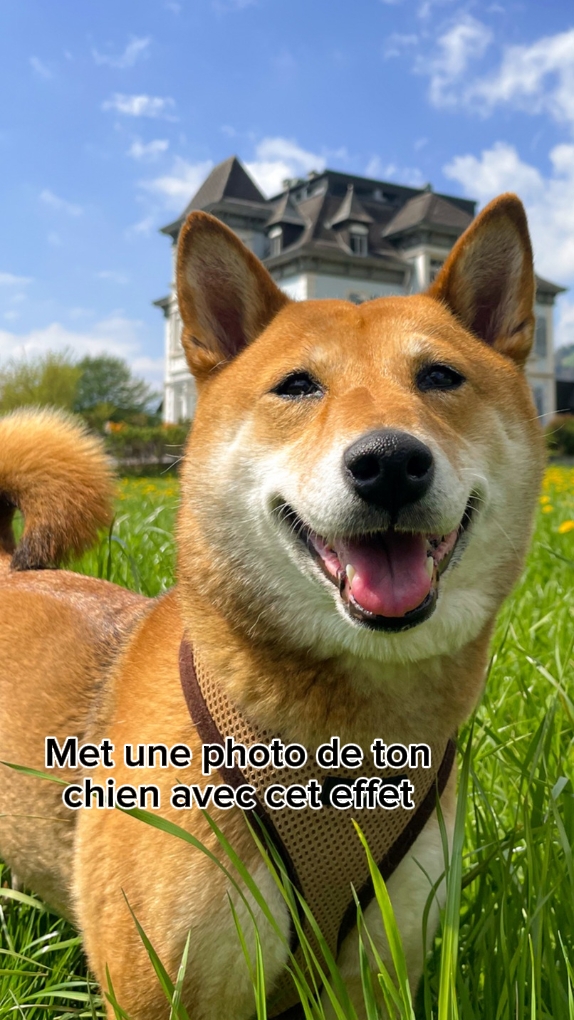 Chien 3D