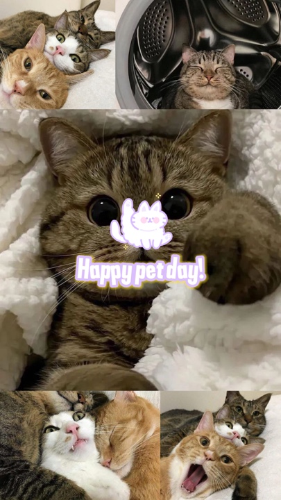 Kedi Günü