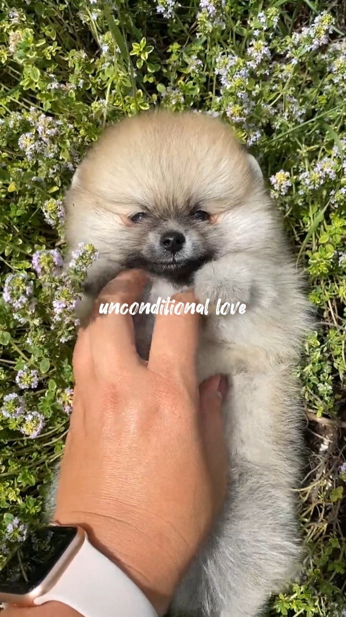 Amor incondicional