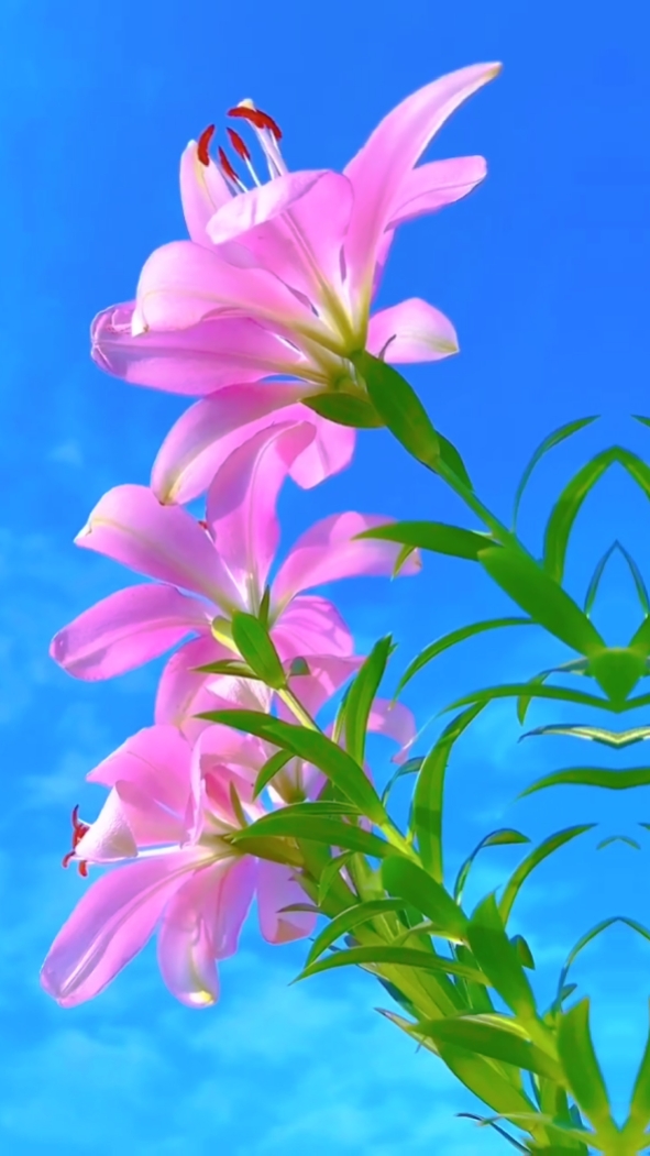 beautiful flowers
