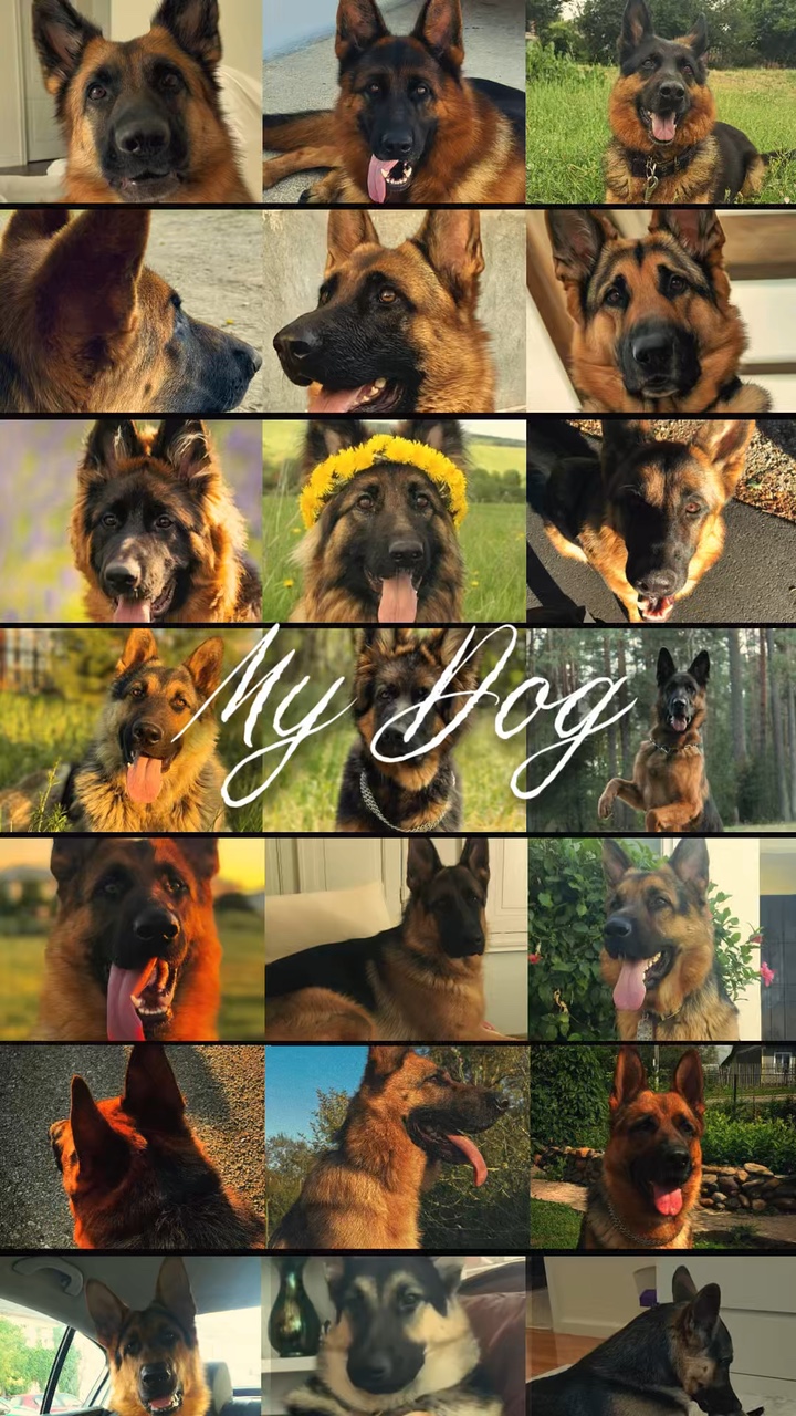 Perro lindo