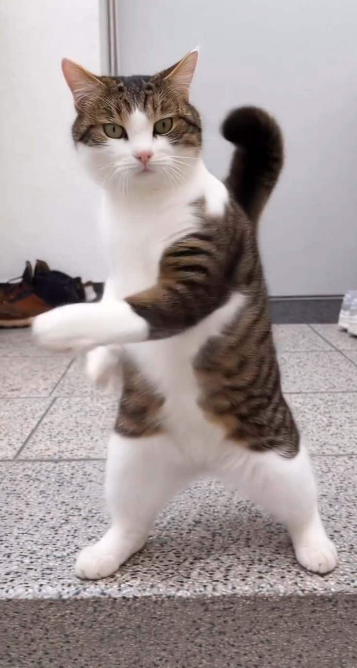 Miming viral cat