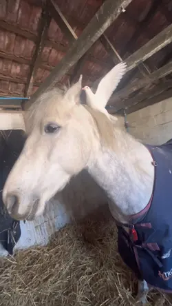 AHA HELP😭horse slomo