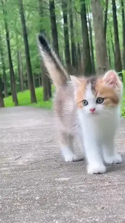 Cat Lover