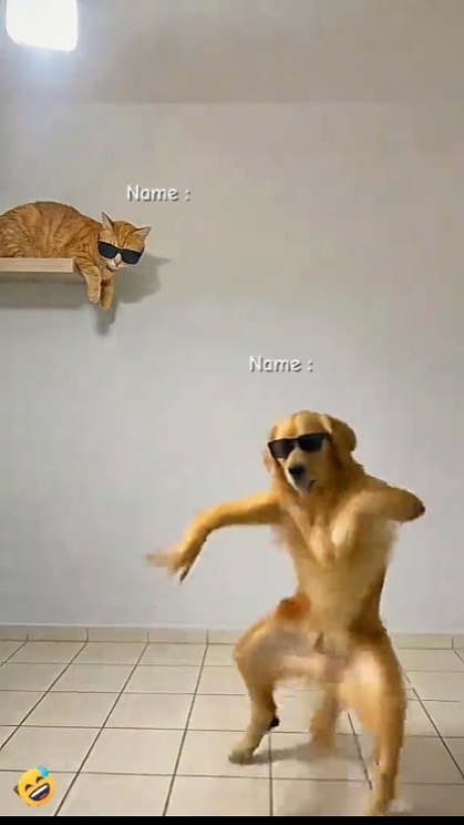 Funny Dog