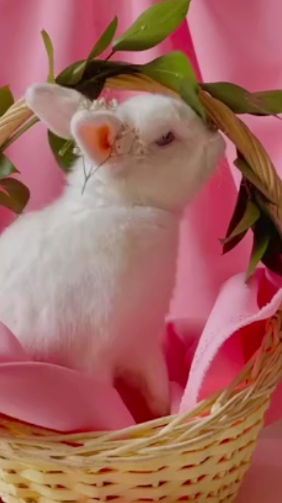 Felices Pascuas 