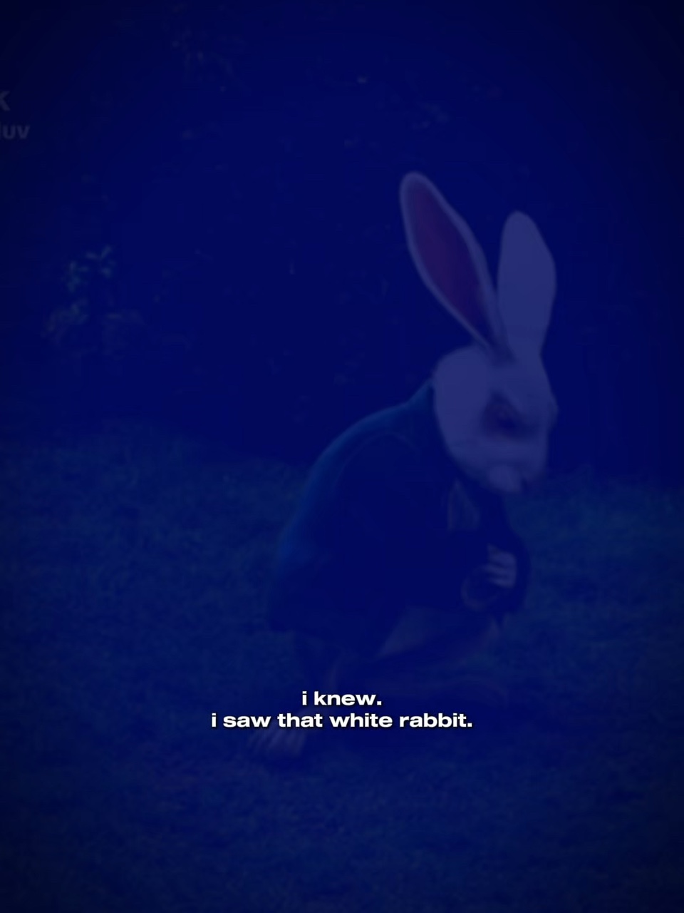white rabbit