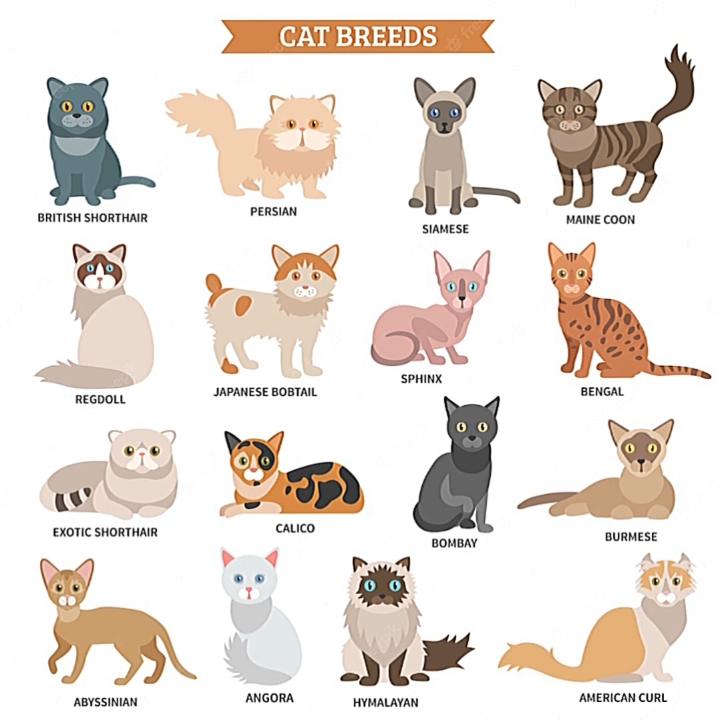 Types de chats