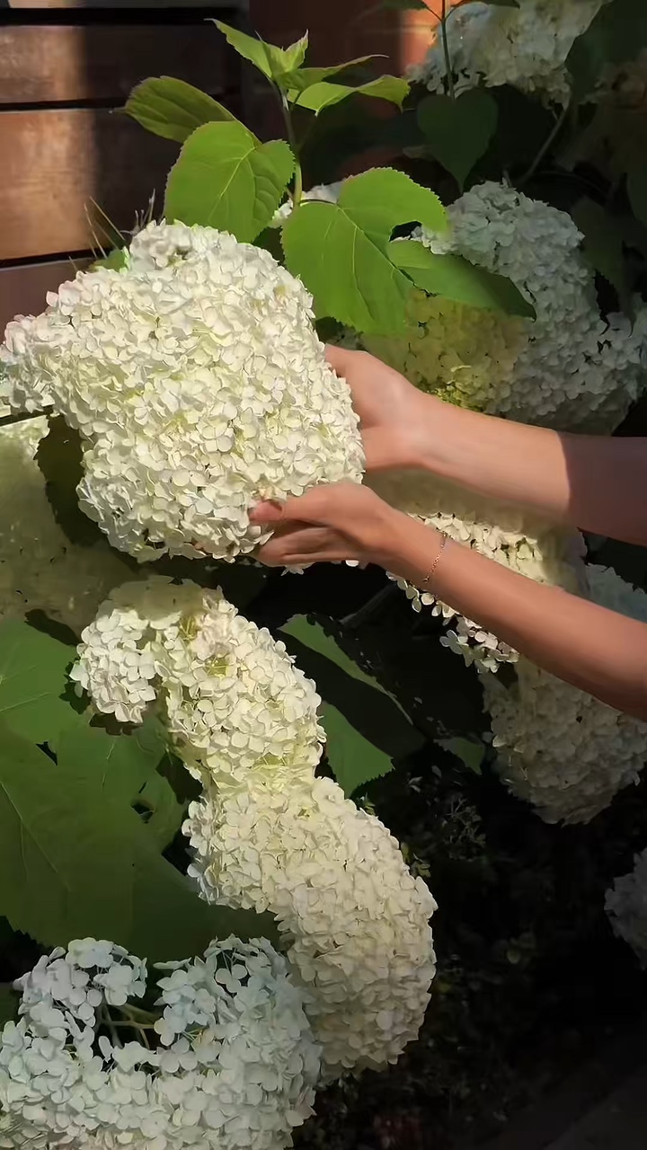 Jardinagem