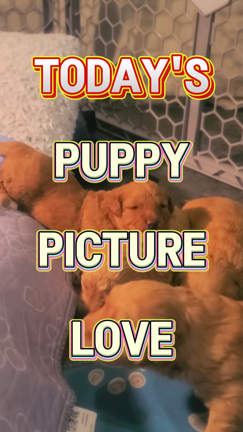puppy pics